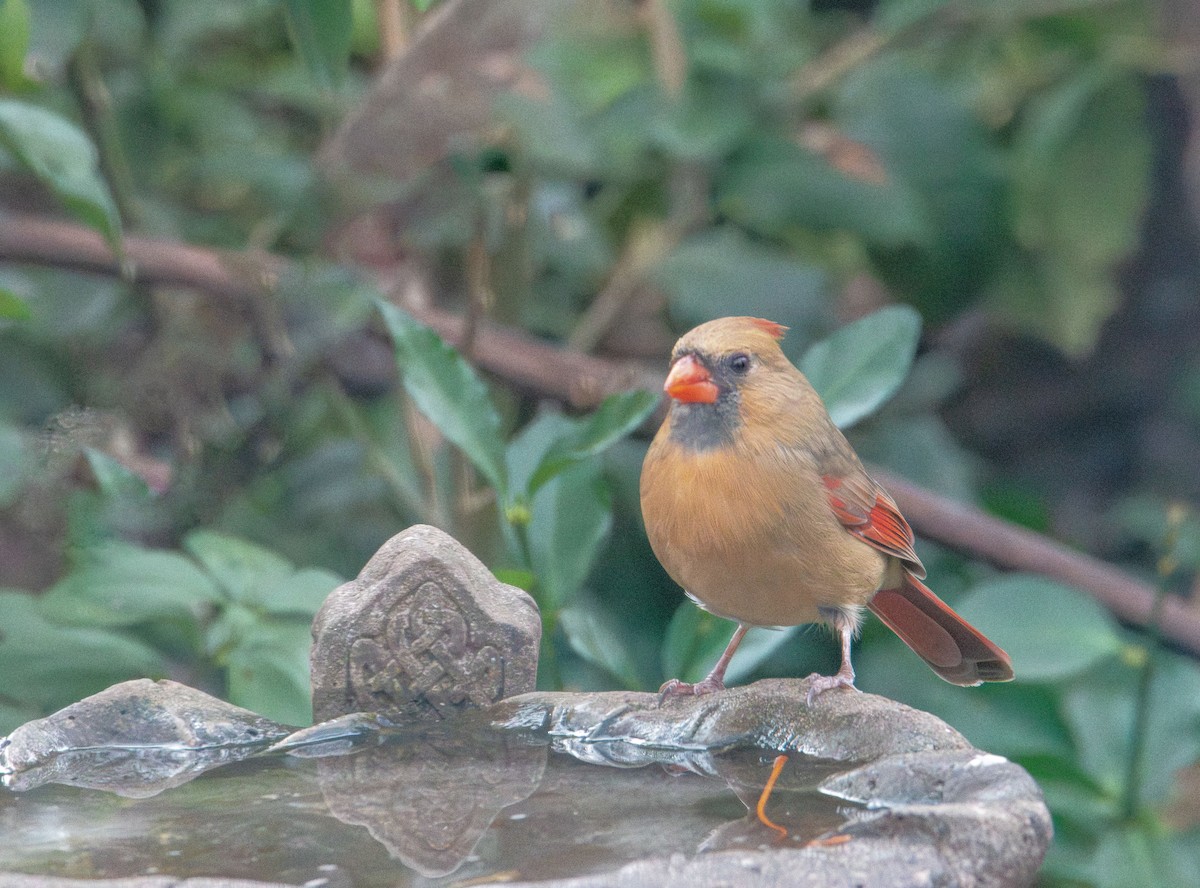 Northern Cardinal - ML646414263