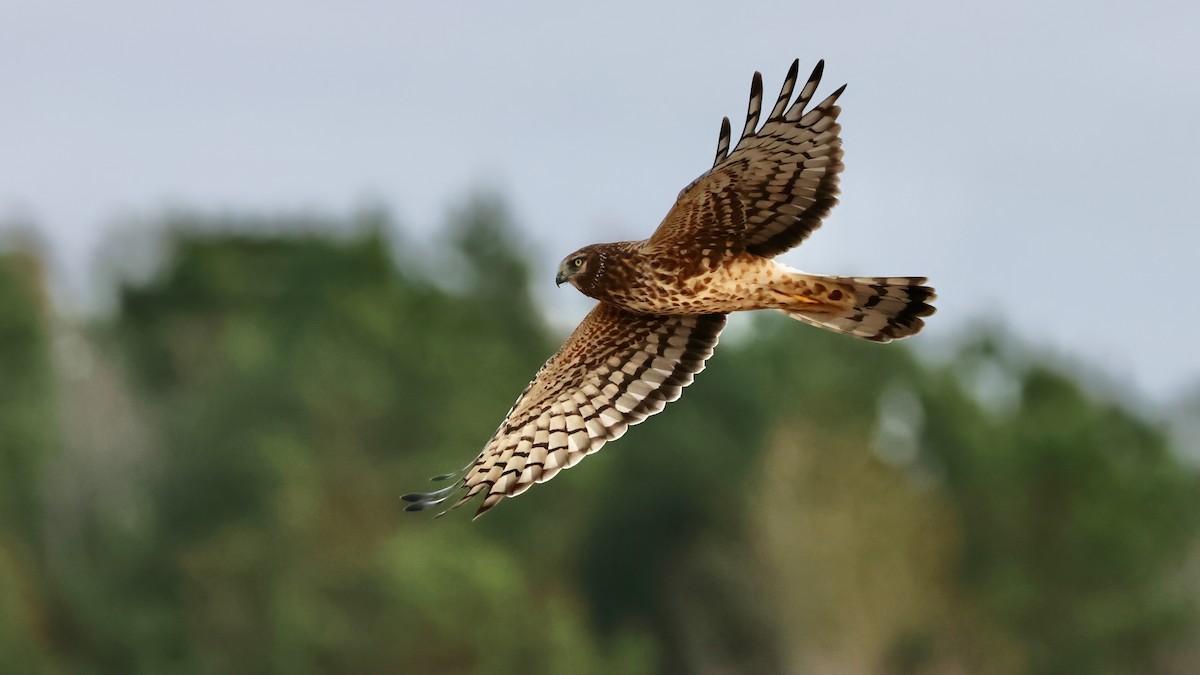 Northern Harrier - ML646414264