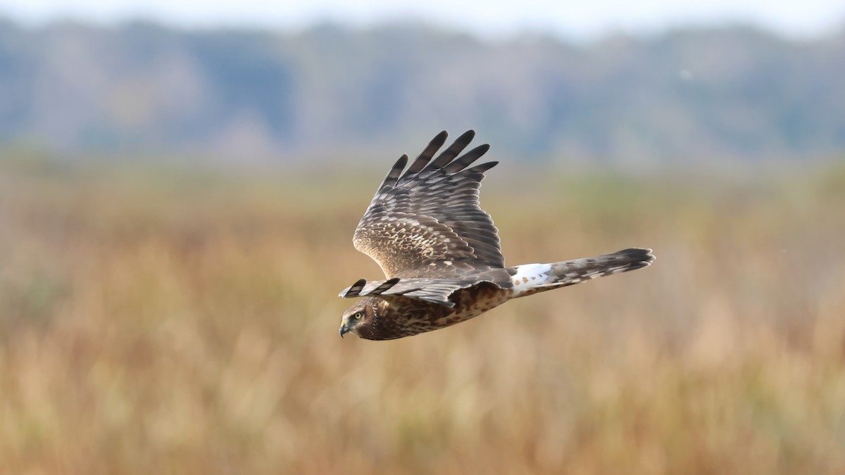 Northern Harrier - ML646414271