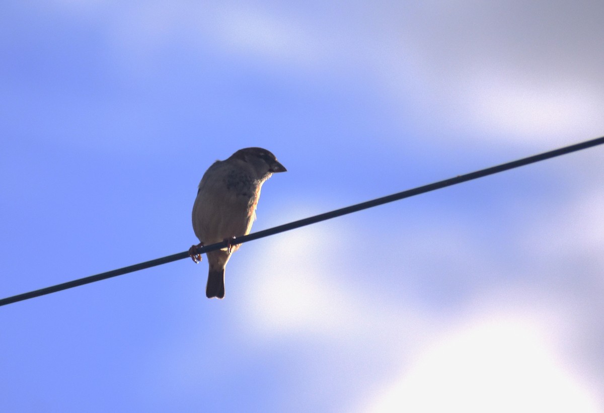 House Sparrow - ML646414272
