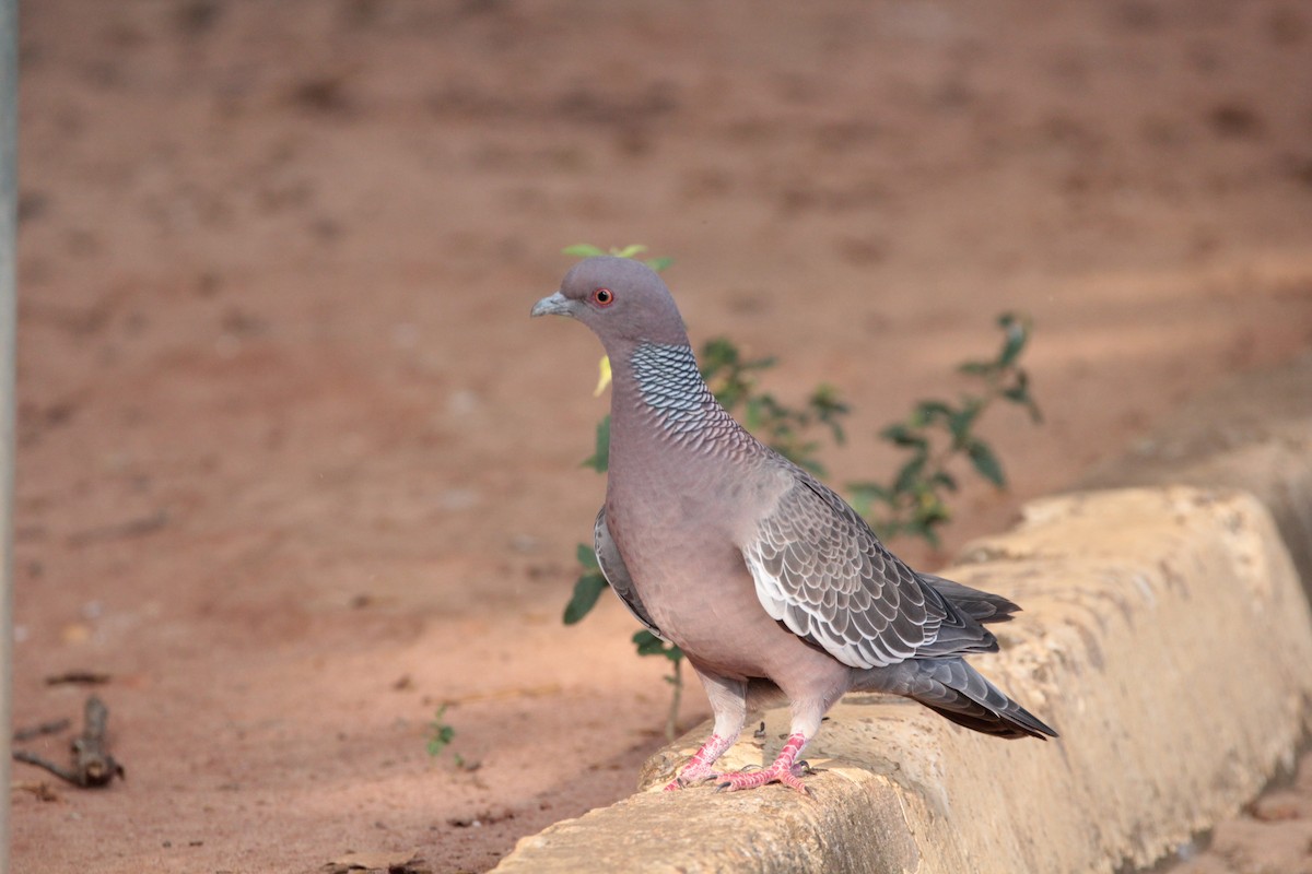 Темнохвостый голубь - ML646414273