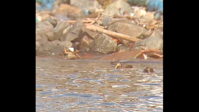 Свиязь - ML646414274