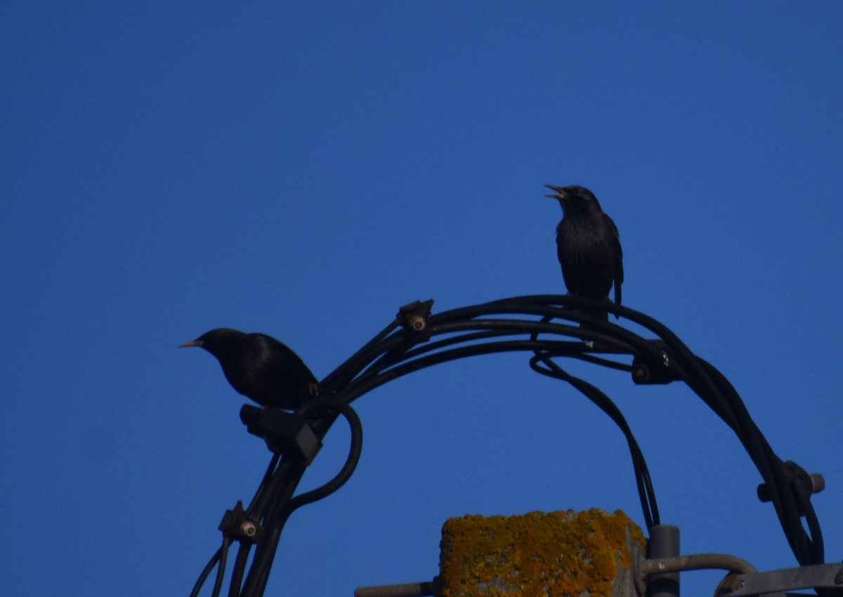 Étourneau unicolore - ML646414277