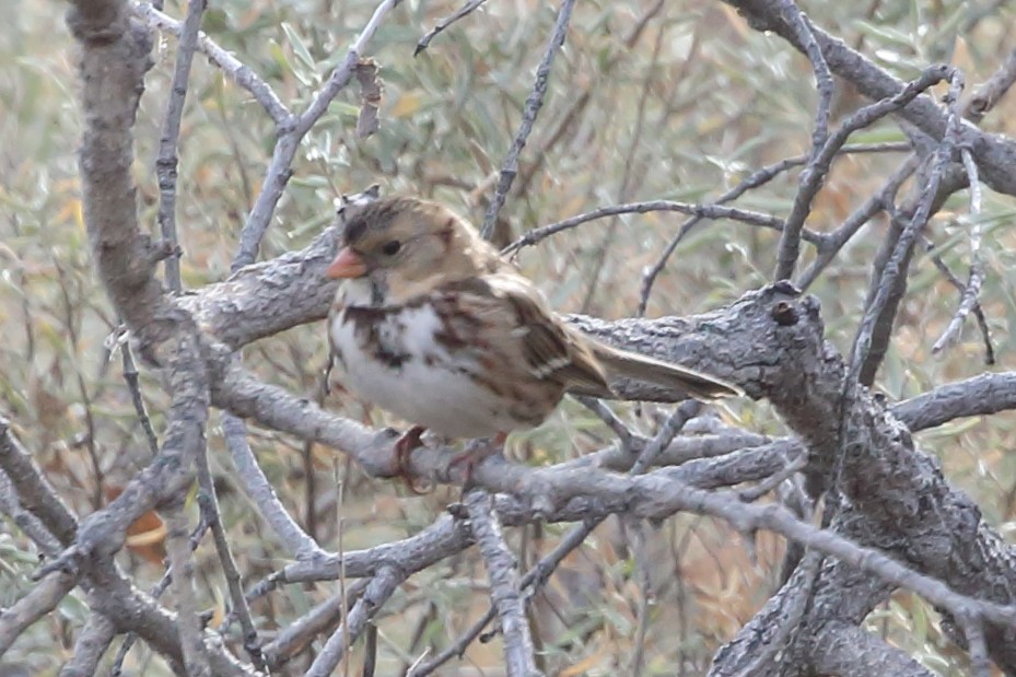 Harris's Sparrow - ML646414279