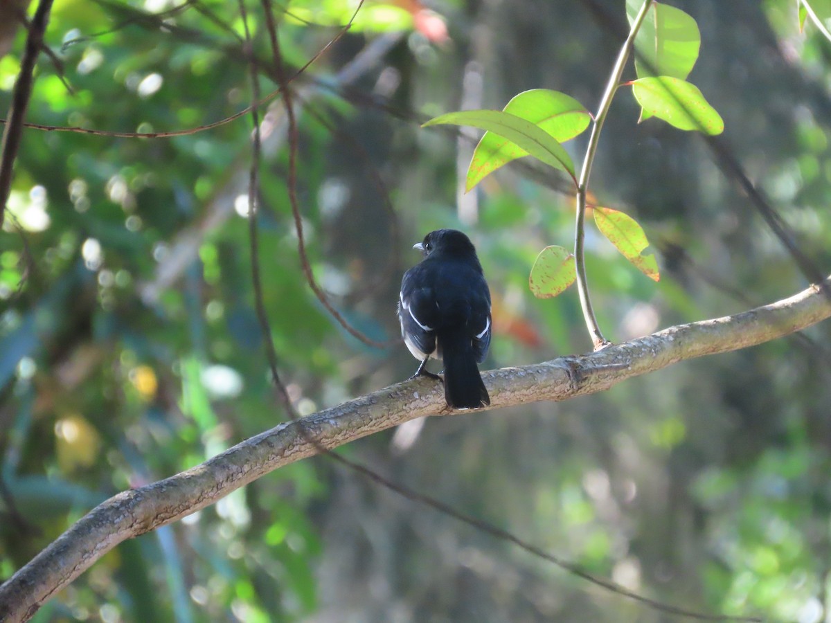 Oriental Magpie-Robin - ML646414280