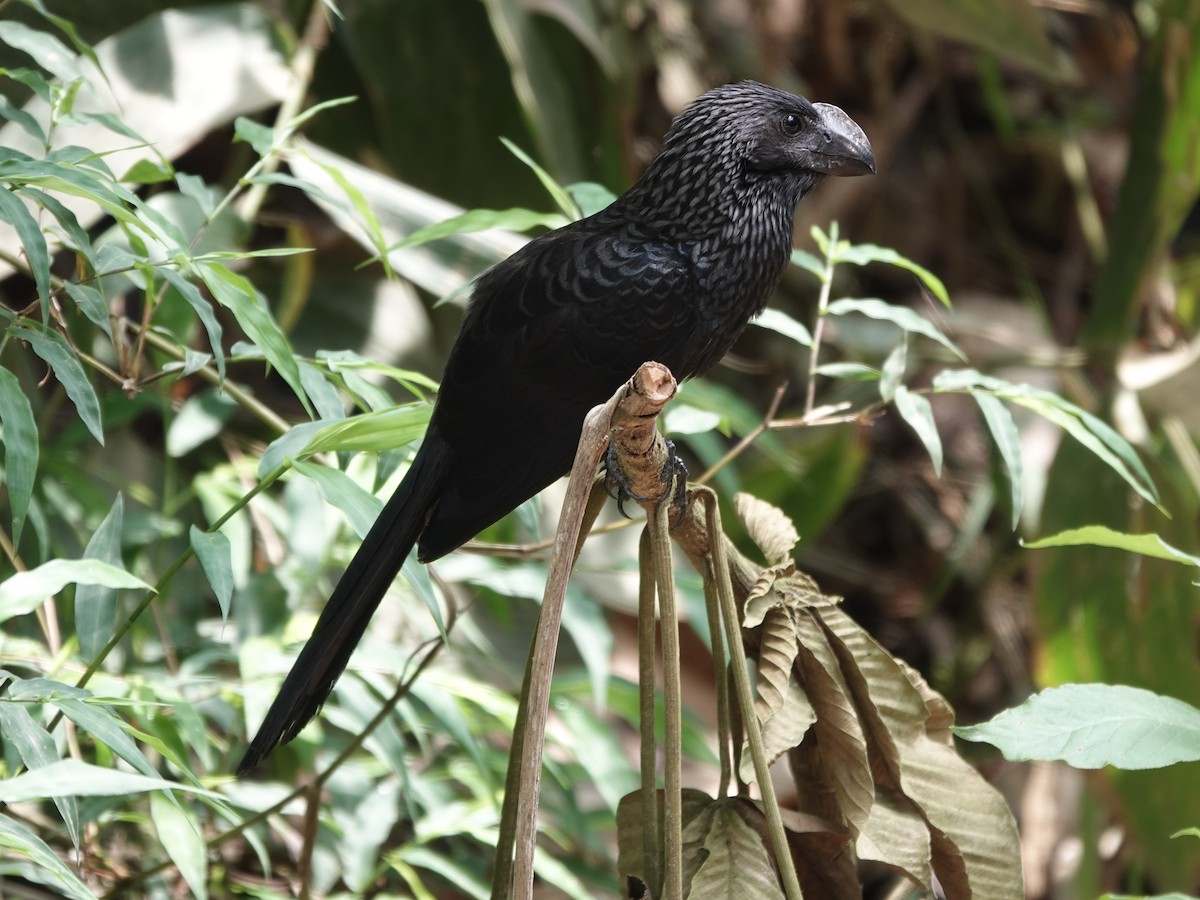 Smooth-billed Ani - ML646414282
