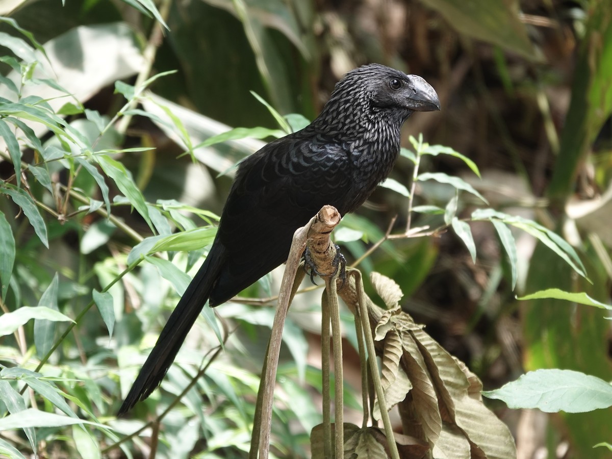Smooth-billed Ani - ML646414283