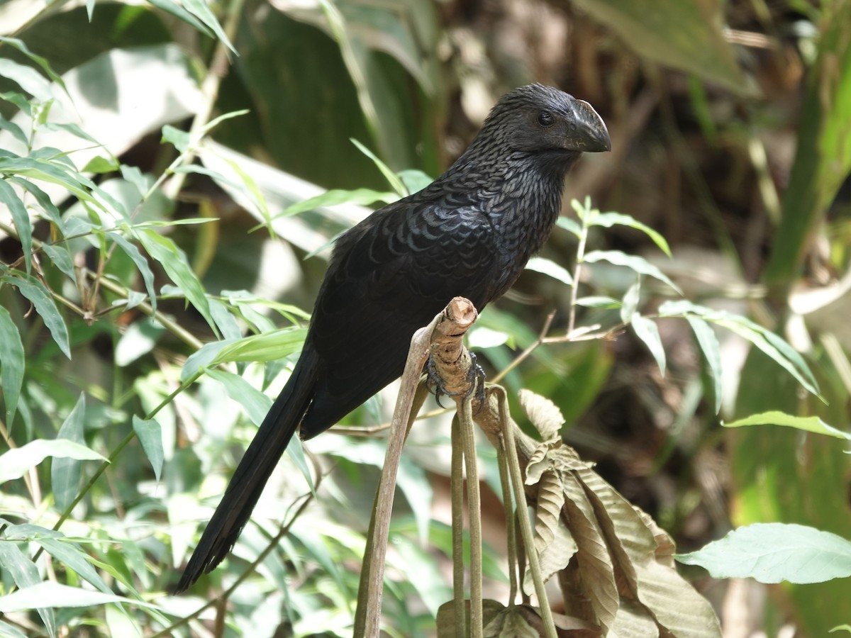 Smooth-billed Ani - ML646414284