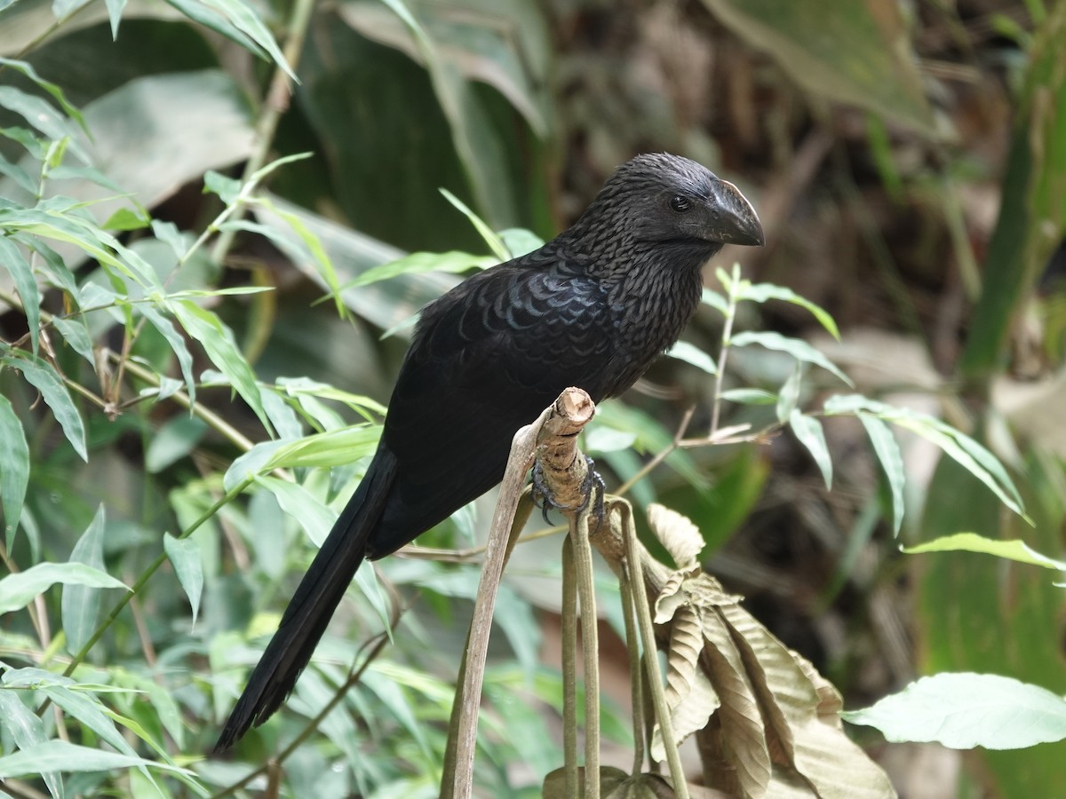 Smooth-billed Ani - ML646414285