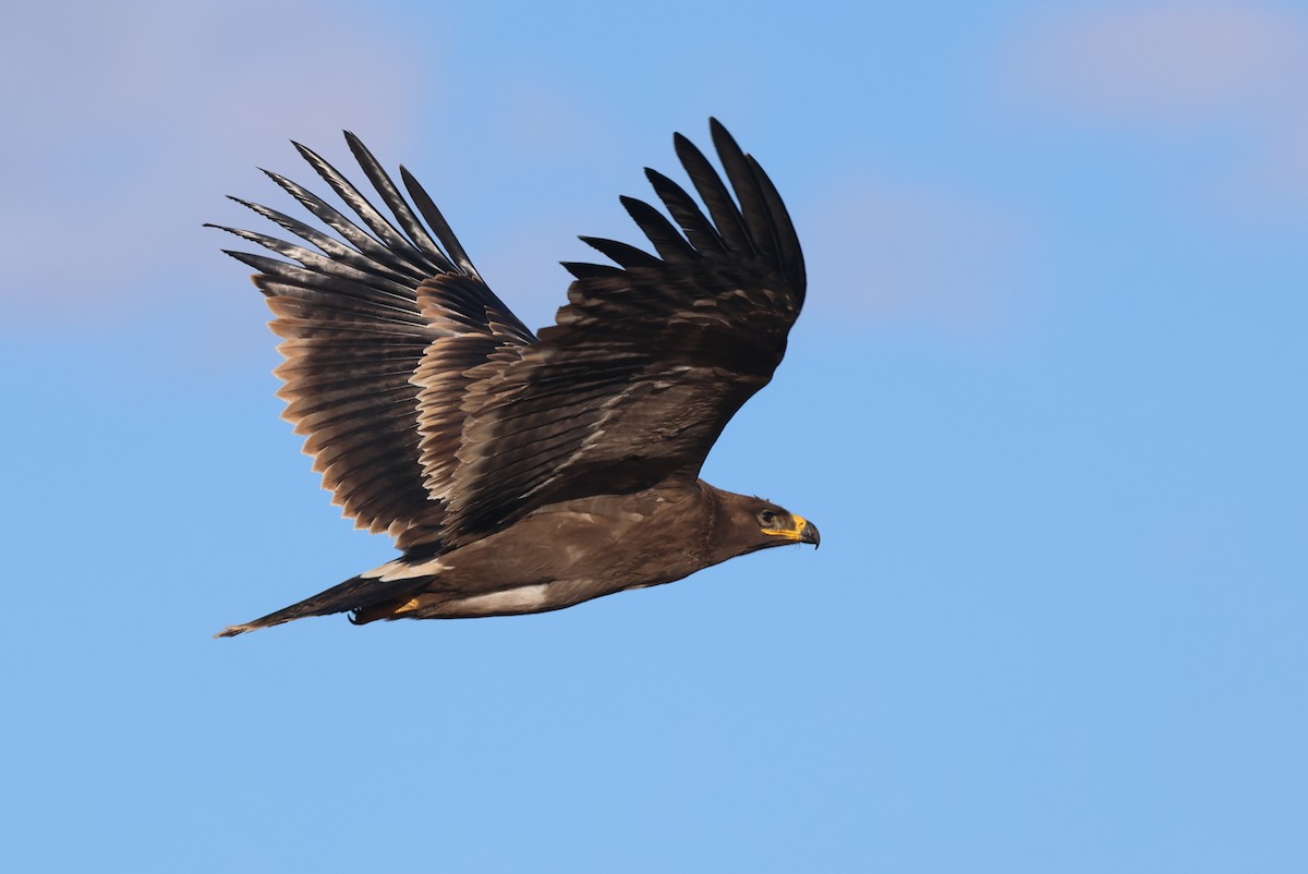 orel stepní - ML646414286