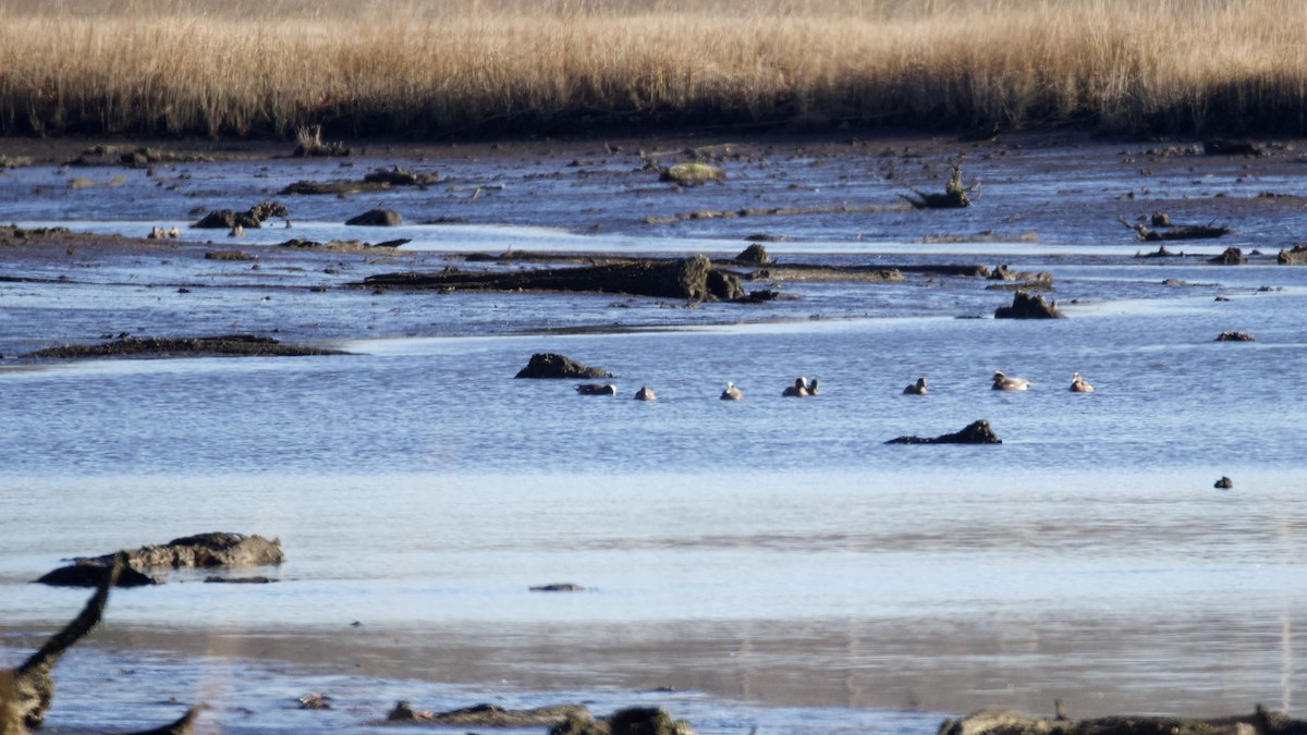 American Wigeon - ML646414287