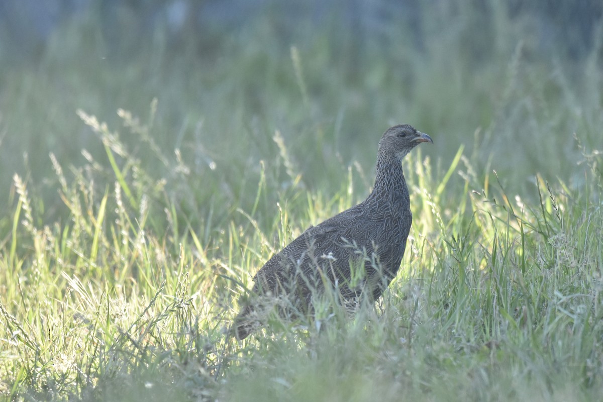 frankolín kapský - ML646414288