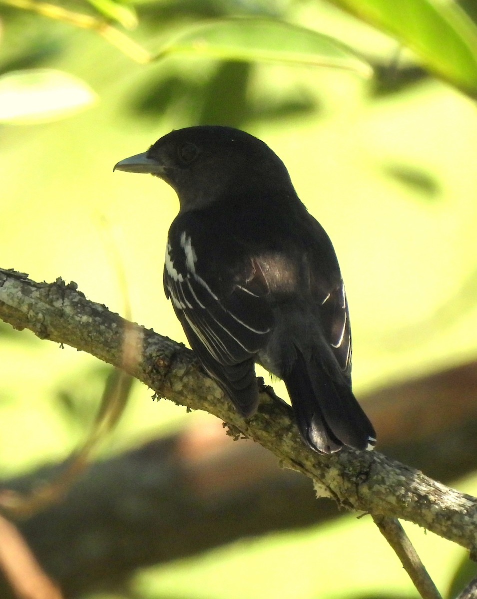 White-winged Becard - ML646414290