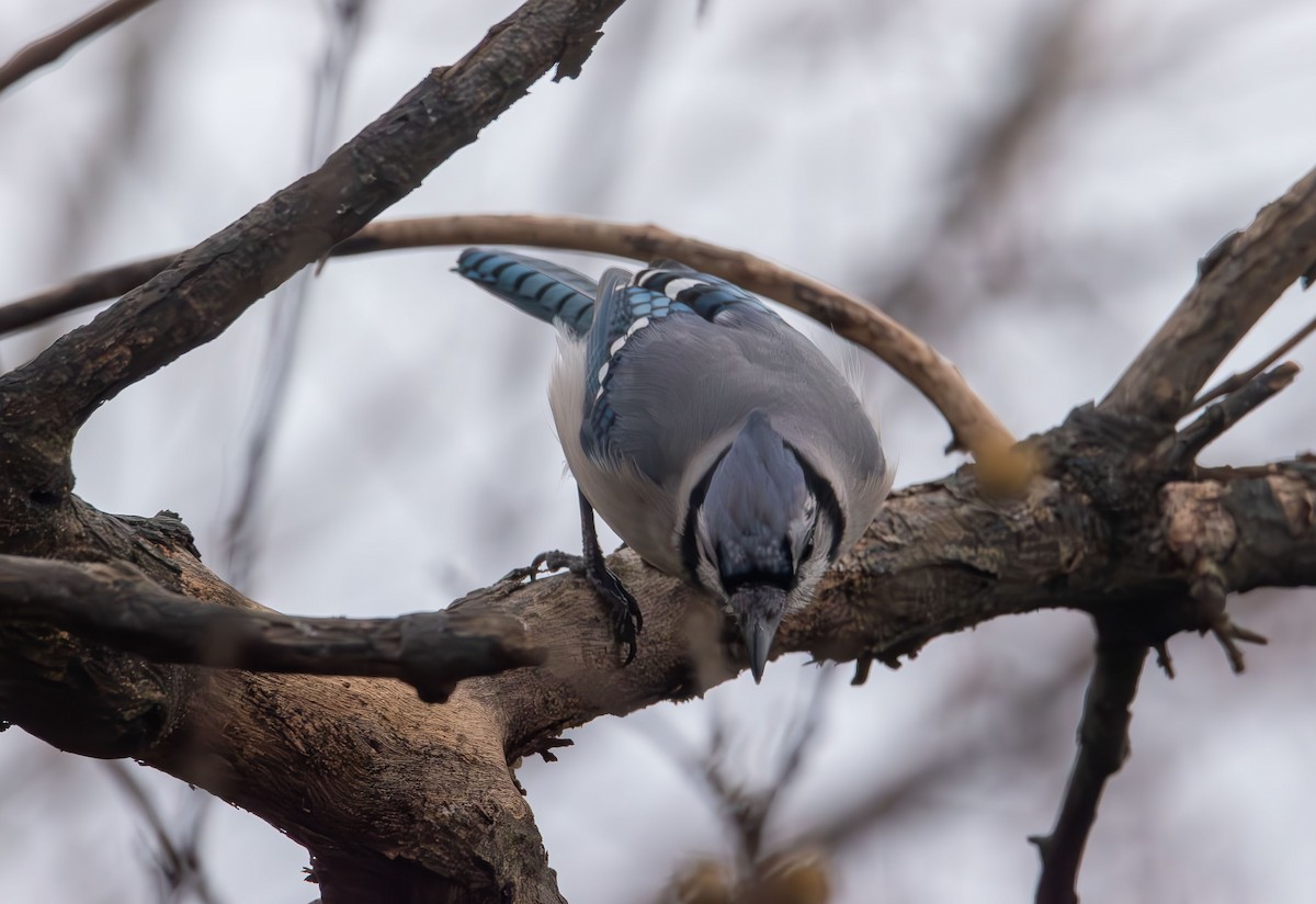Blue Jay - ML646414291