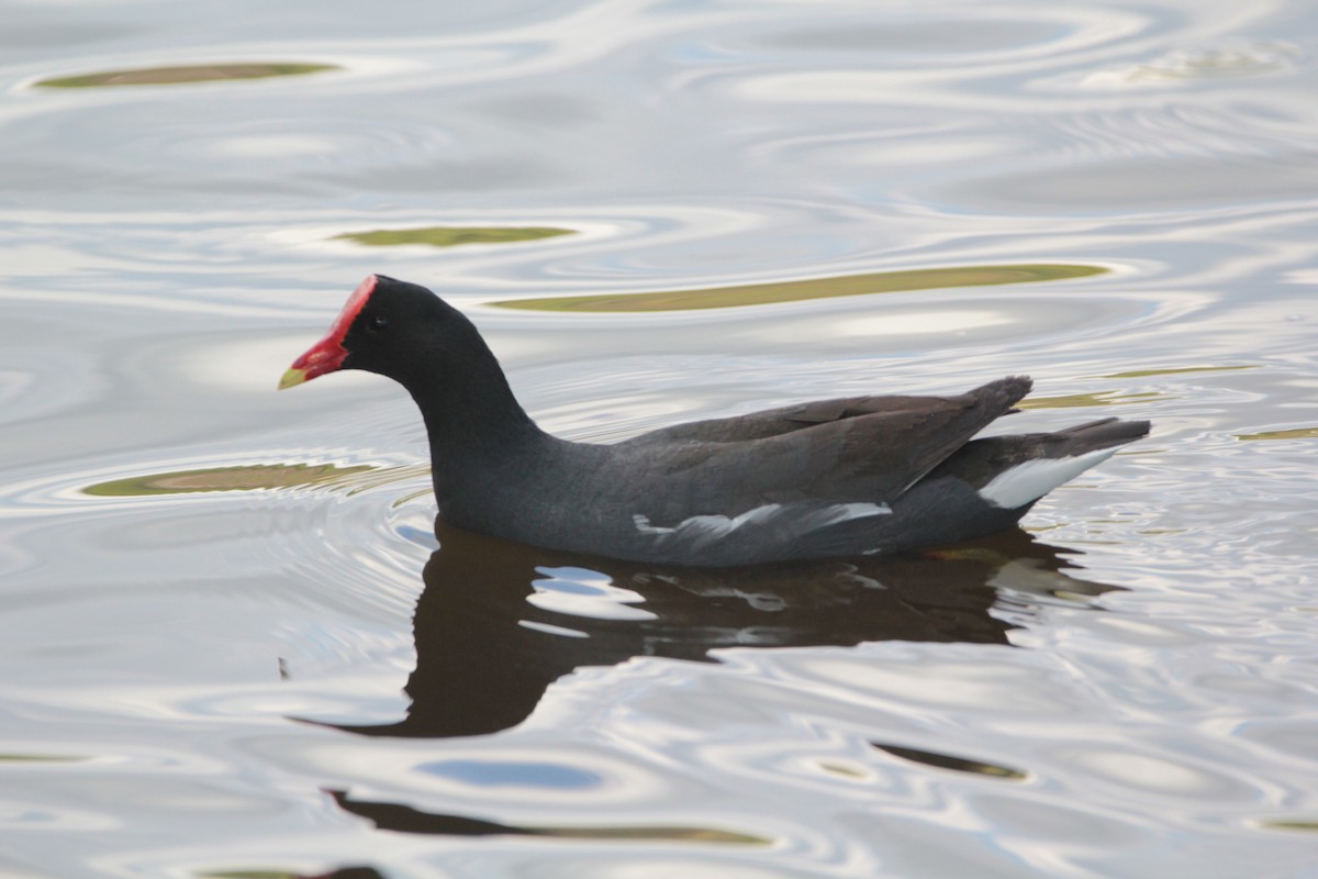 Common Gallinule - ML646414295