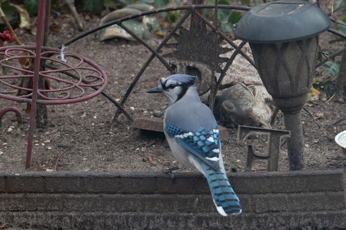 Blue Jay - ML646414296