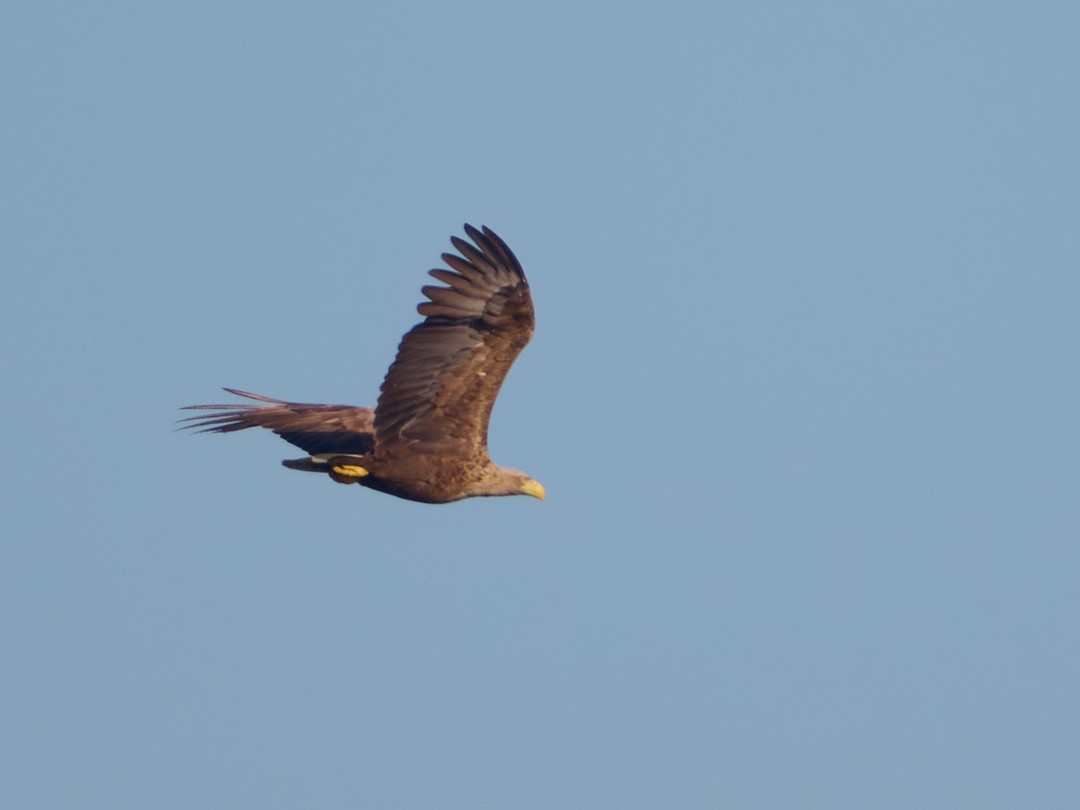 白尾海鵰 - ML646414298