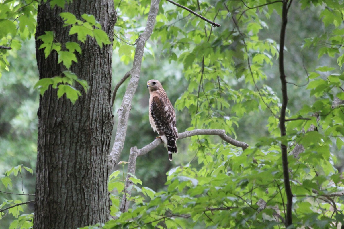 Red-shouldered Hawk - ML646414301