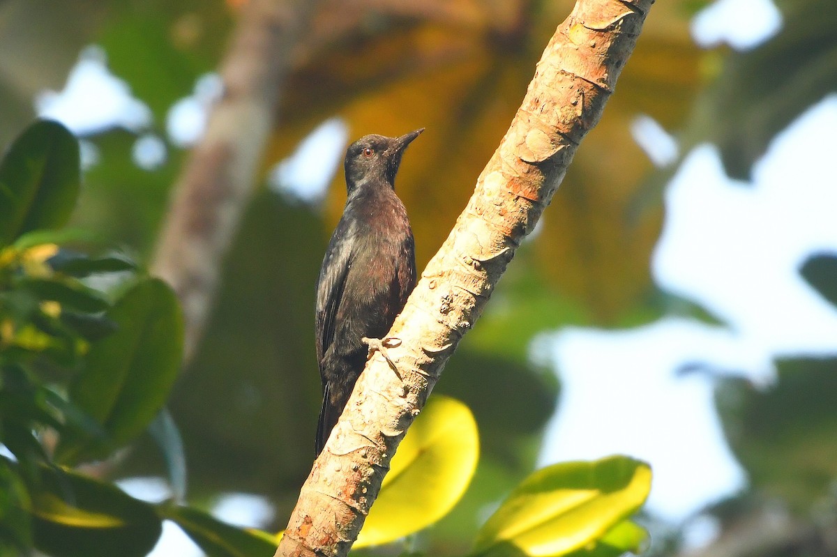 Guadeloupe Woodpecker - ML646414302
