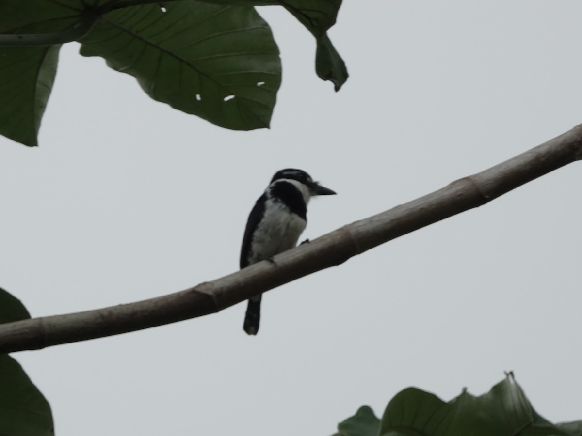 Pied Puffbird - ML646414303
