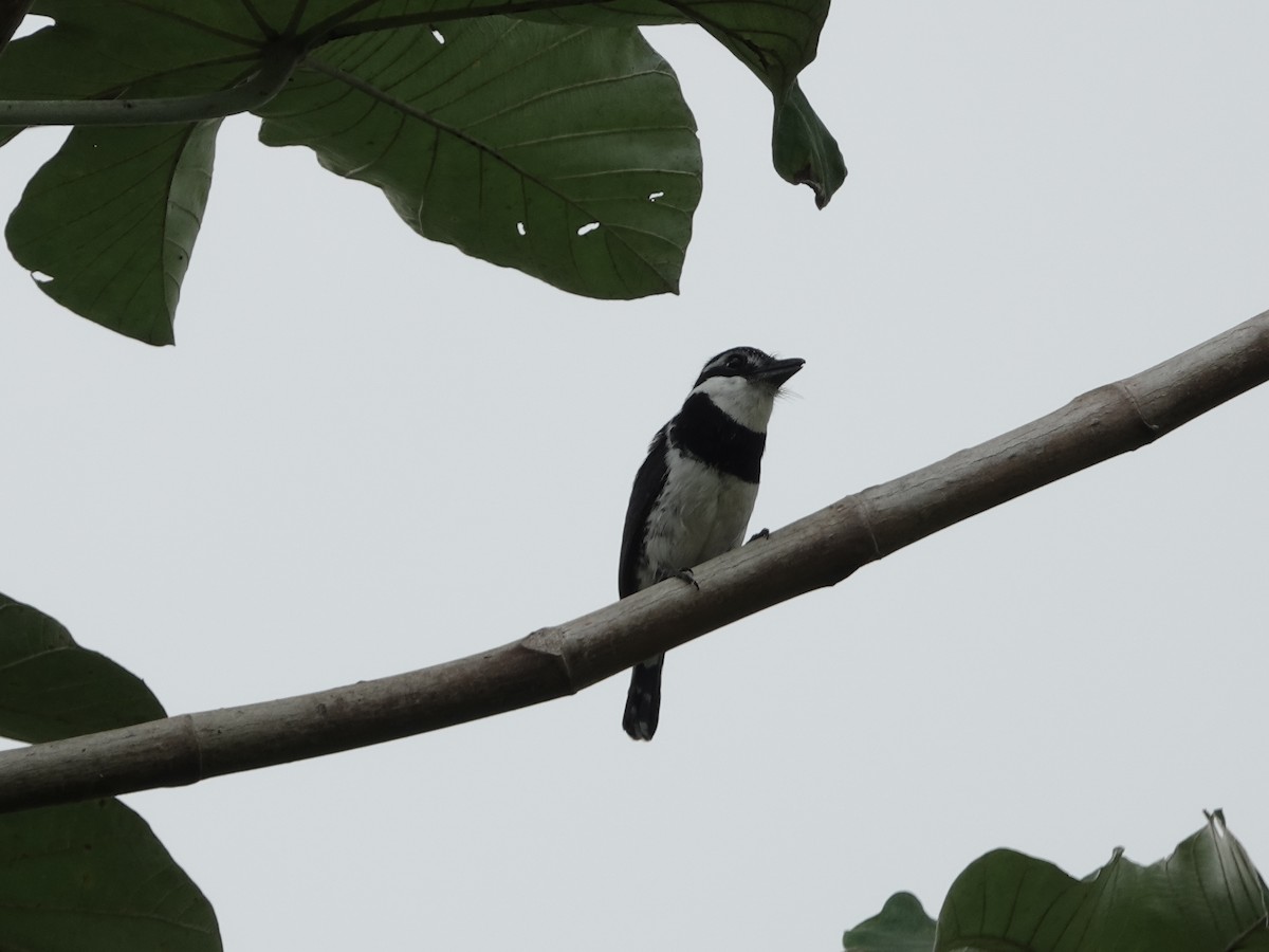 Pied Puffbird - ML646414304