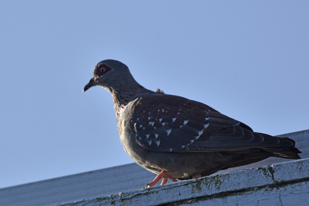 Speckled Pigeon - ML646414305