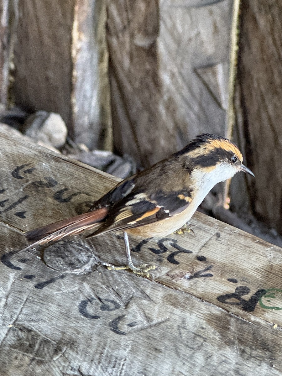 Thorn-tailed Rayadito - ML646414306