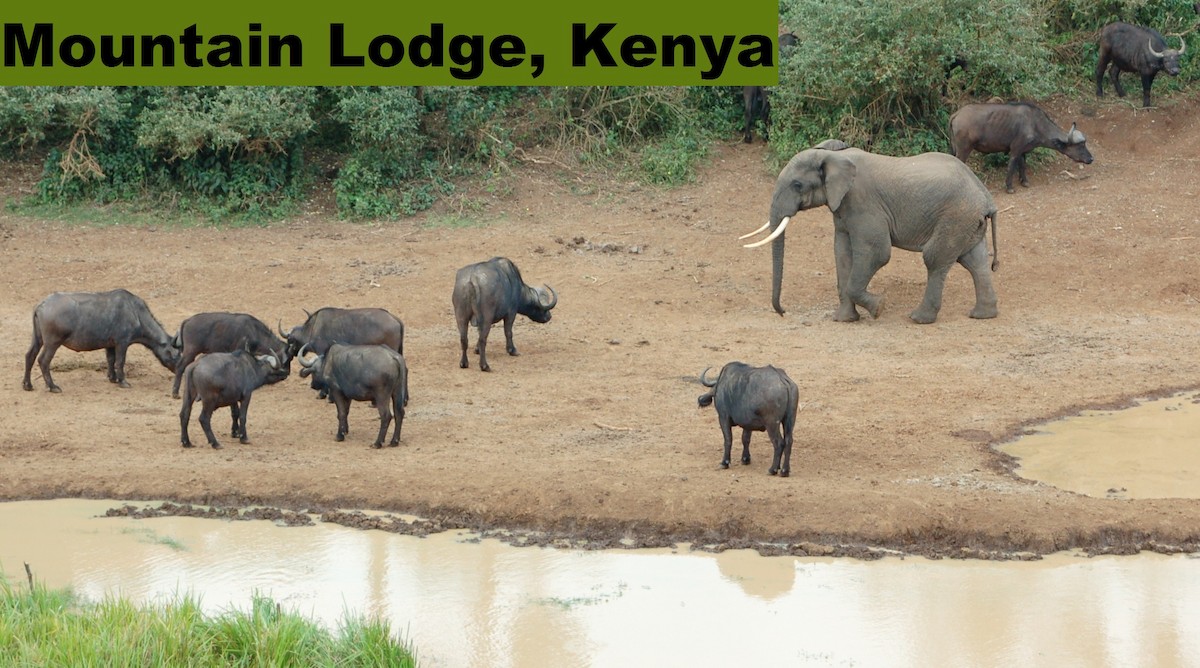 African Savanna Elephant - ML646414308