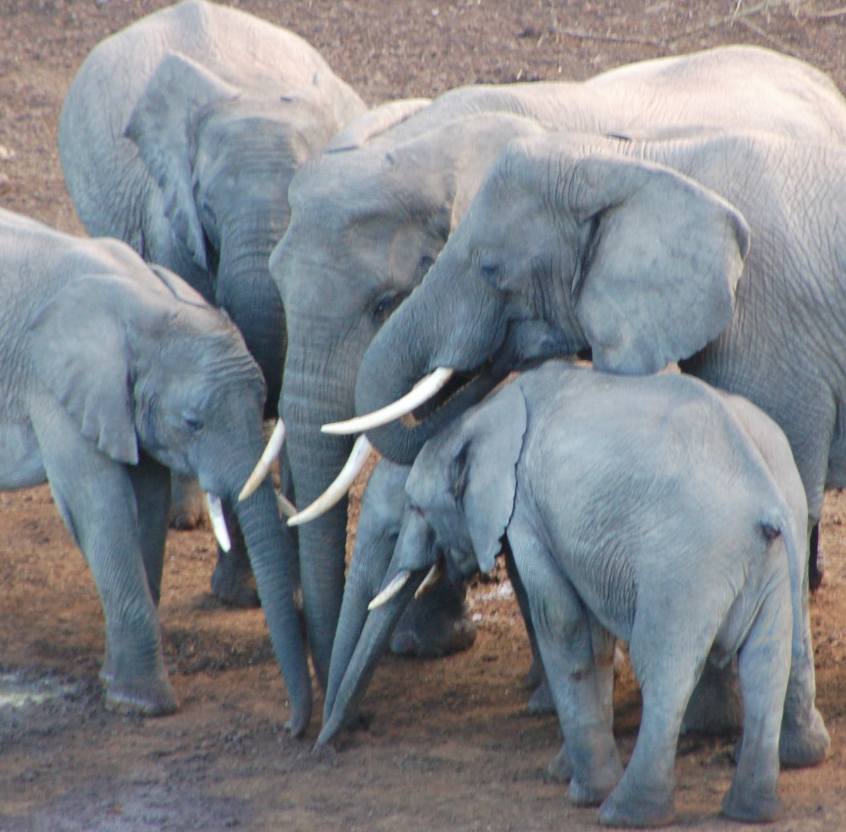 African Savanna Elephant - ML646414309