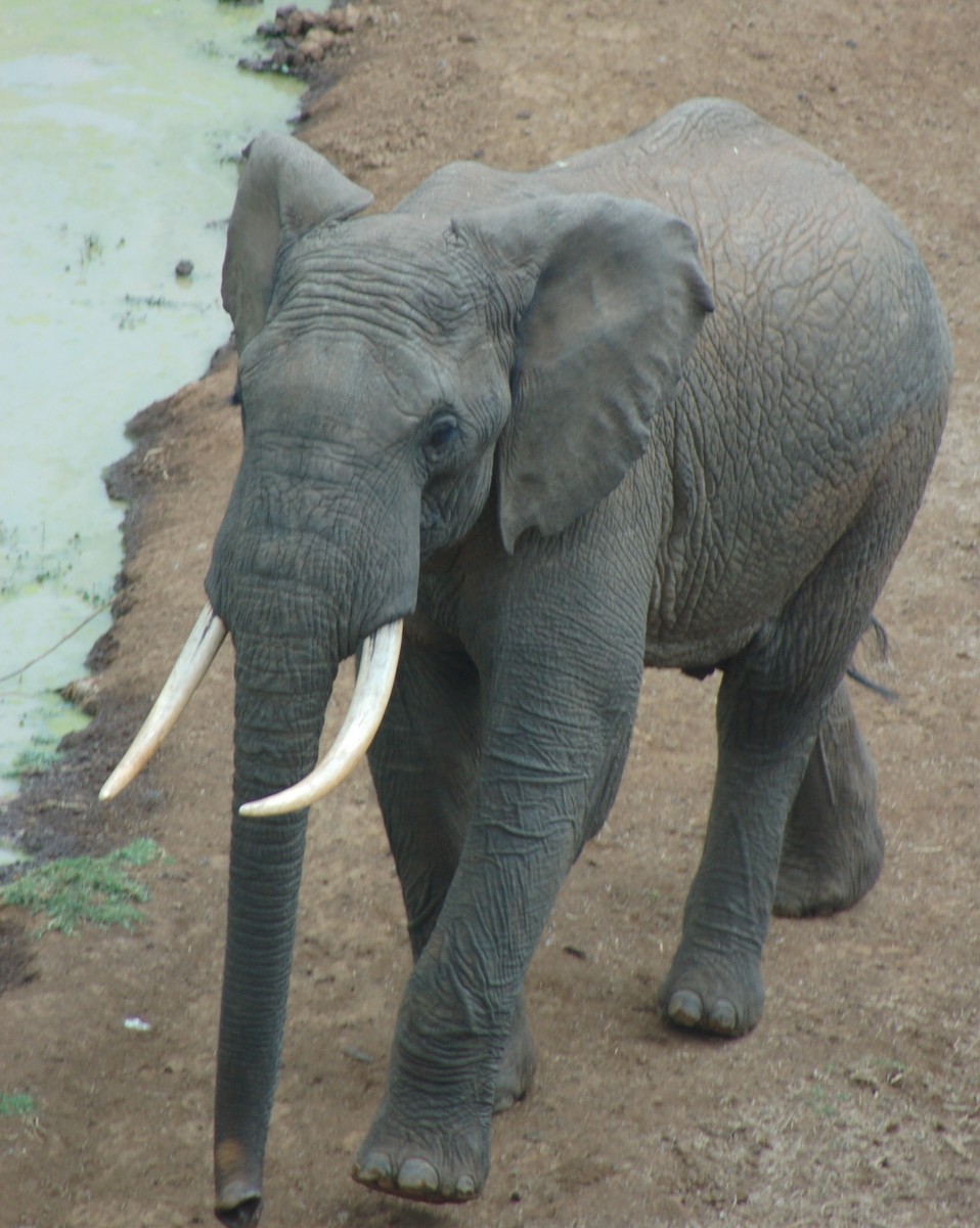 African Savanna Elephant - ML646414310