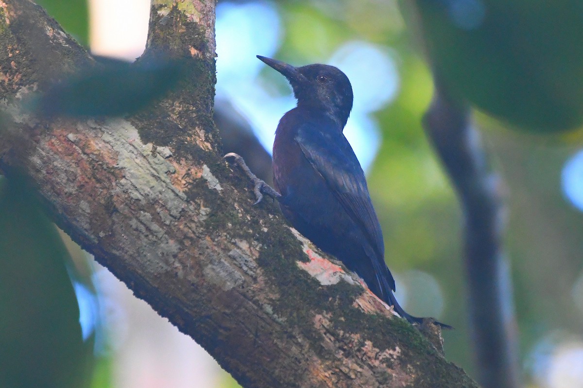 Guadeloupe Woodpecker - ML646414314