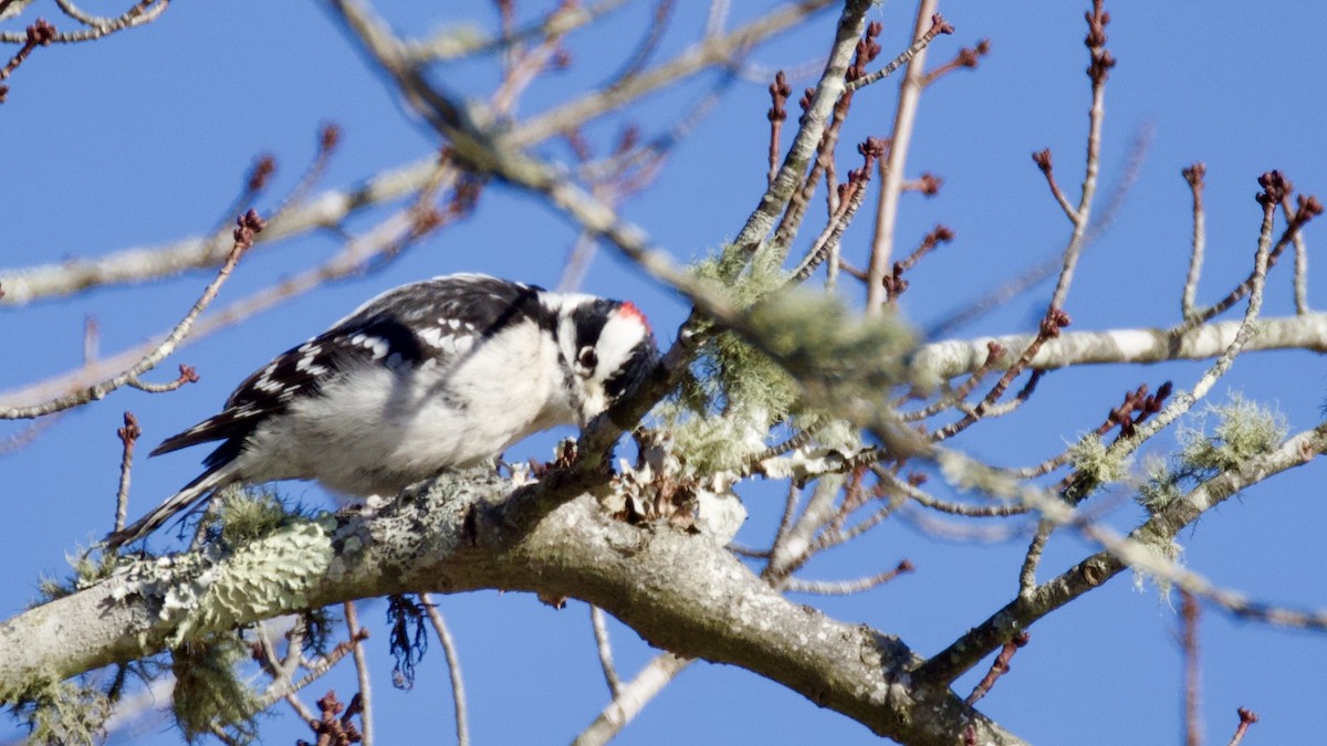 Downy Woodpecker - ML646414315