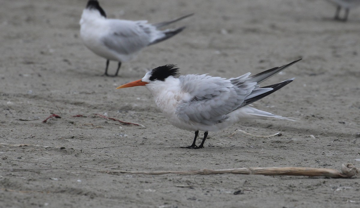 Elegant Tern - ML646414316