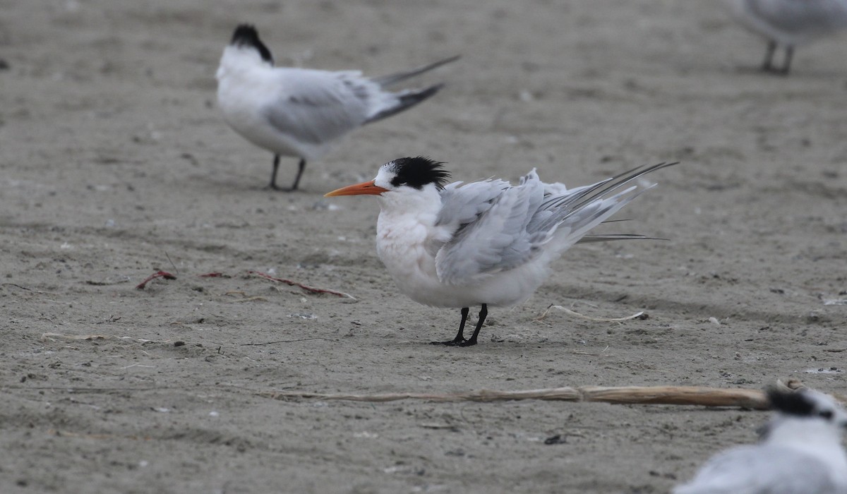 Elegant Tern - ML646414317