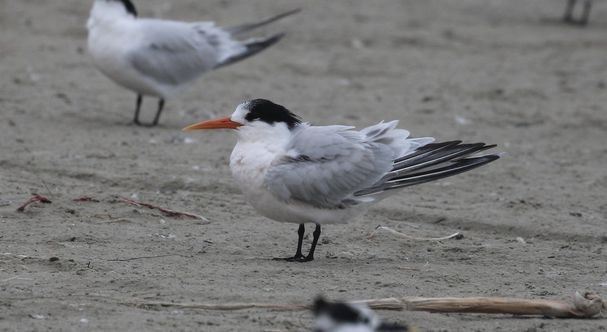 Elegant Tern - ML646414318