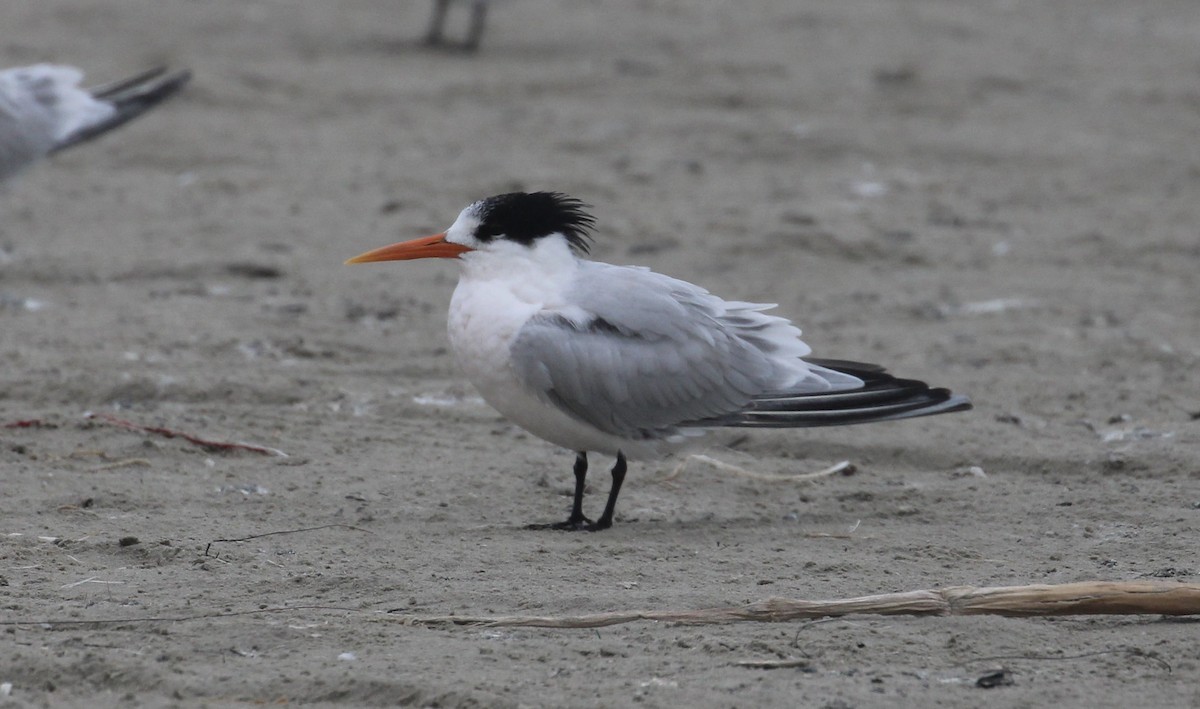 Elegant Tern - ML646414319