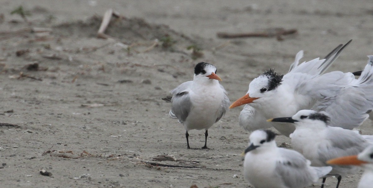 Elegant Tern - ML646414320