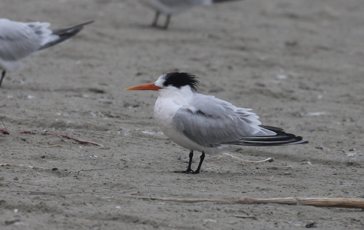 Elegant Tern - ML646414321