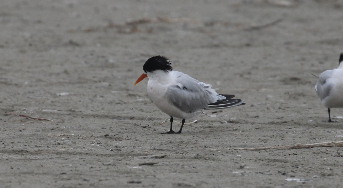 Elegant Tern - ML646414322