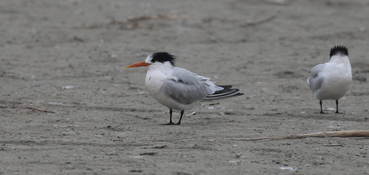 Elegant Tern - ML646414323