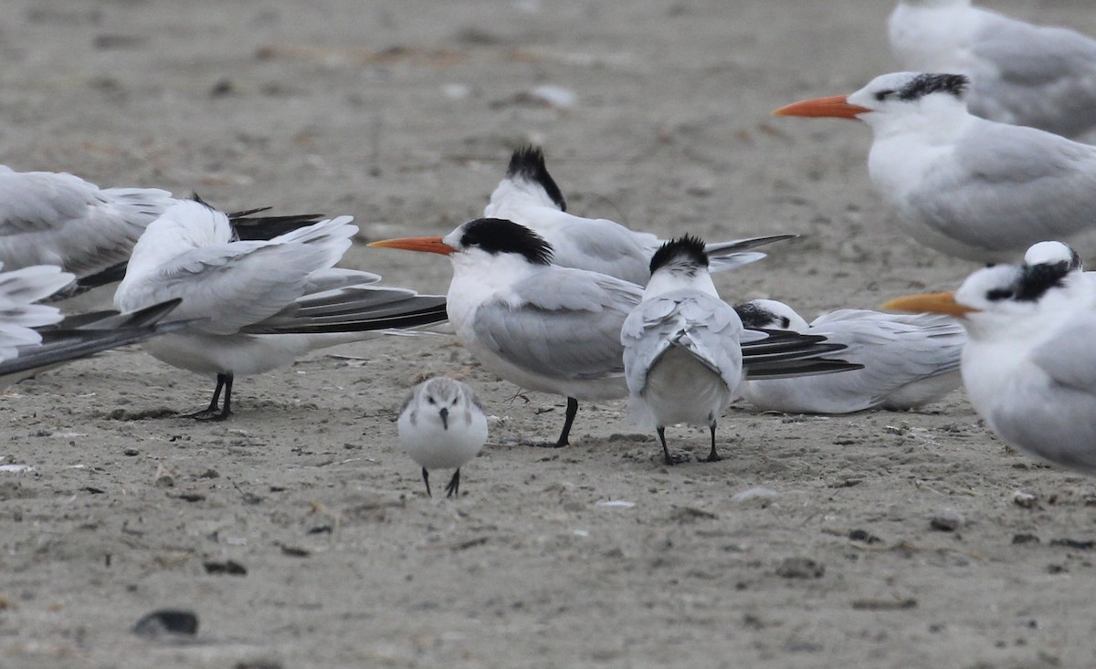 Elegant Tern - ML646414324