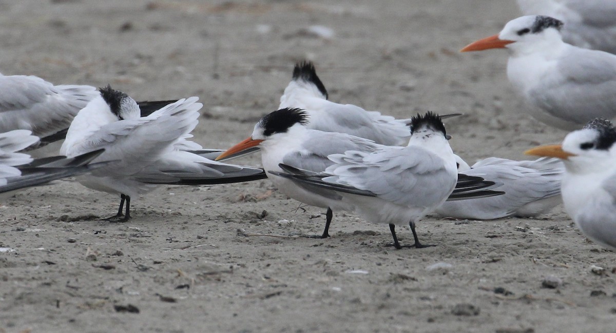 Elegant Tern - ML646414325