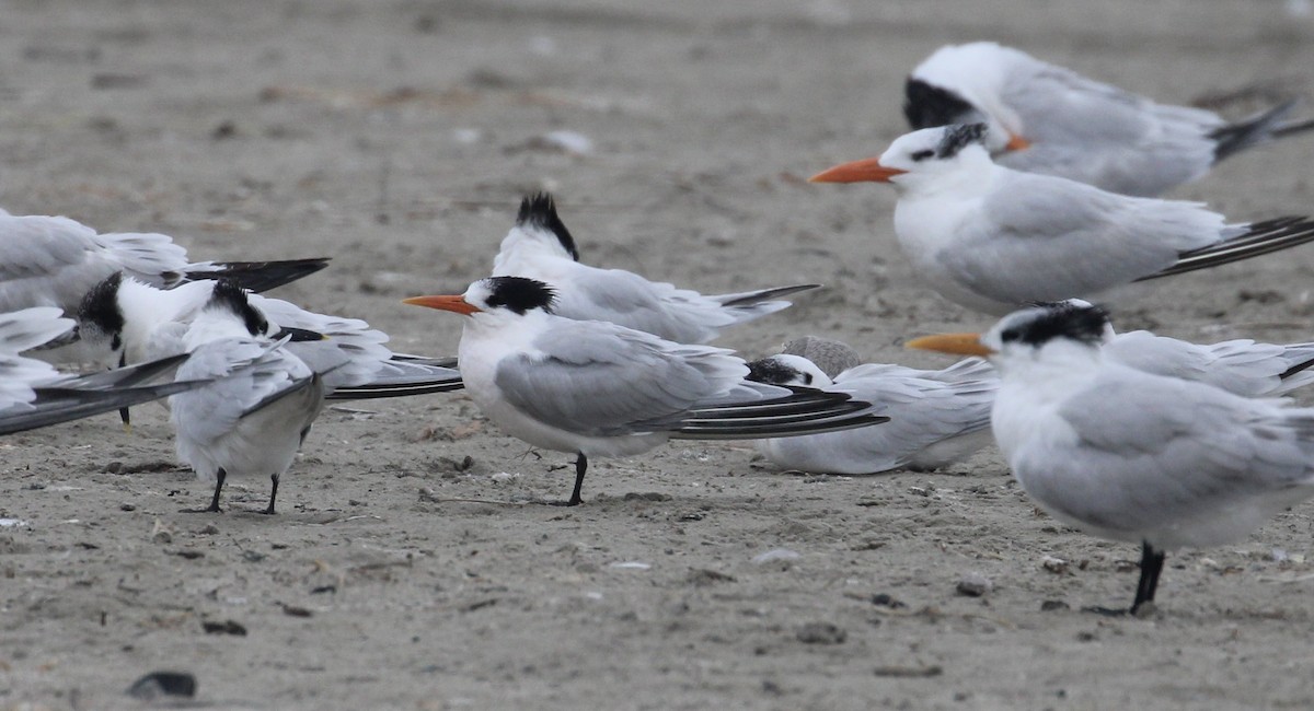 Elegant Tern - ML646414326