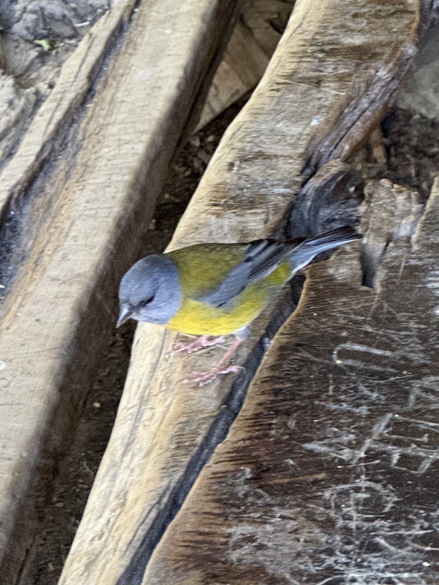 Patagonian Sierra Finch - ML646414327