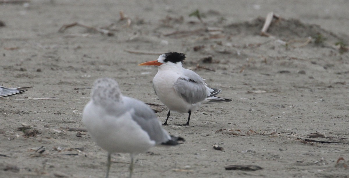 Elegant Tern - ML646414328