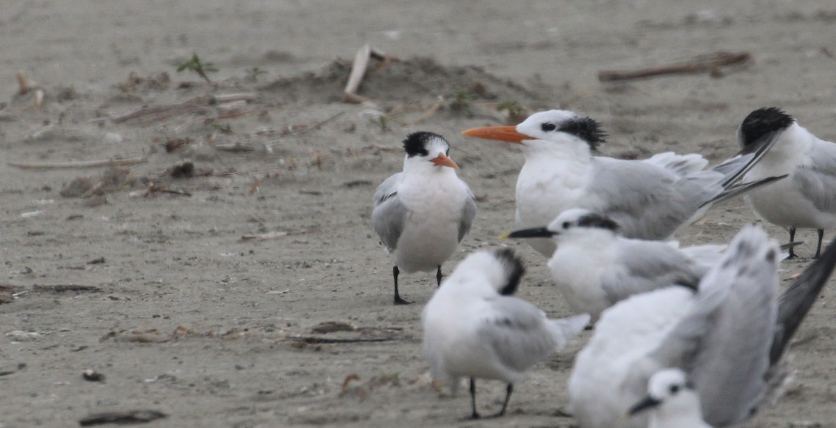 Elegant Tern - ML646414329