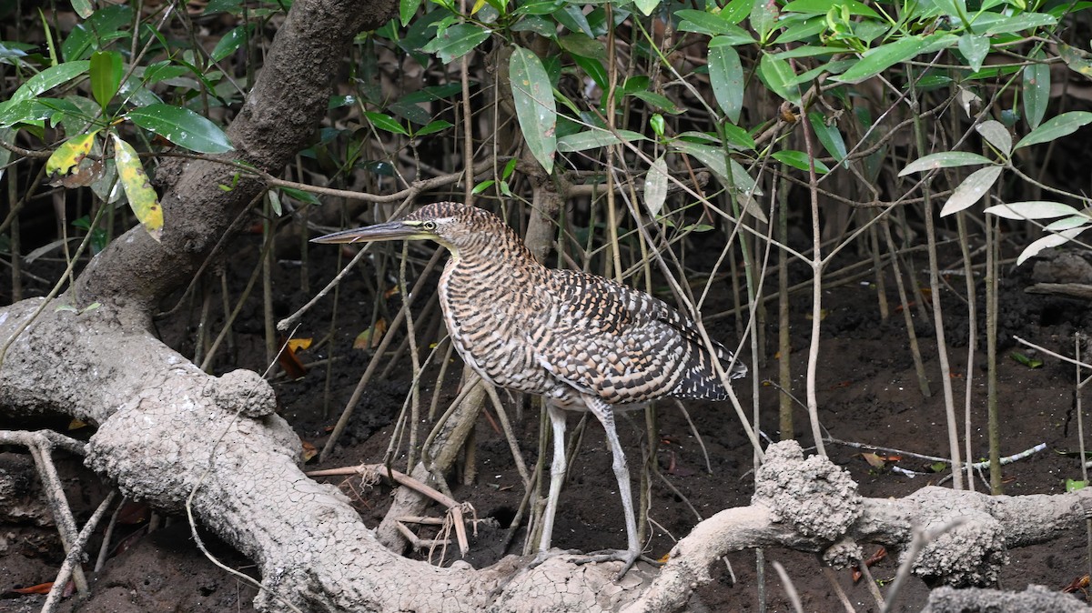Bare-throated Tiger-Heron - ML646414331
