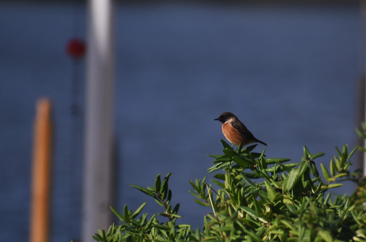 European Stonechat - ML646414332