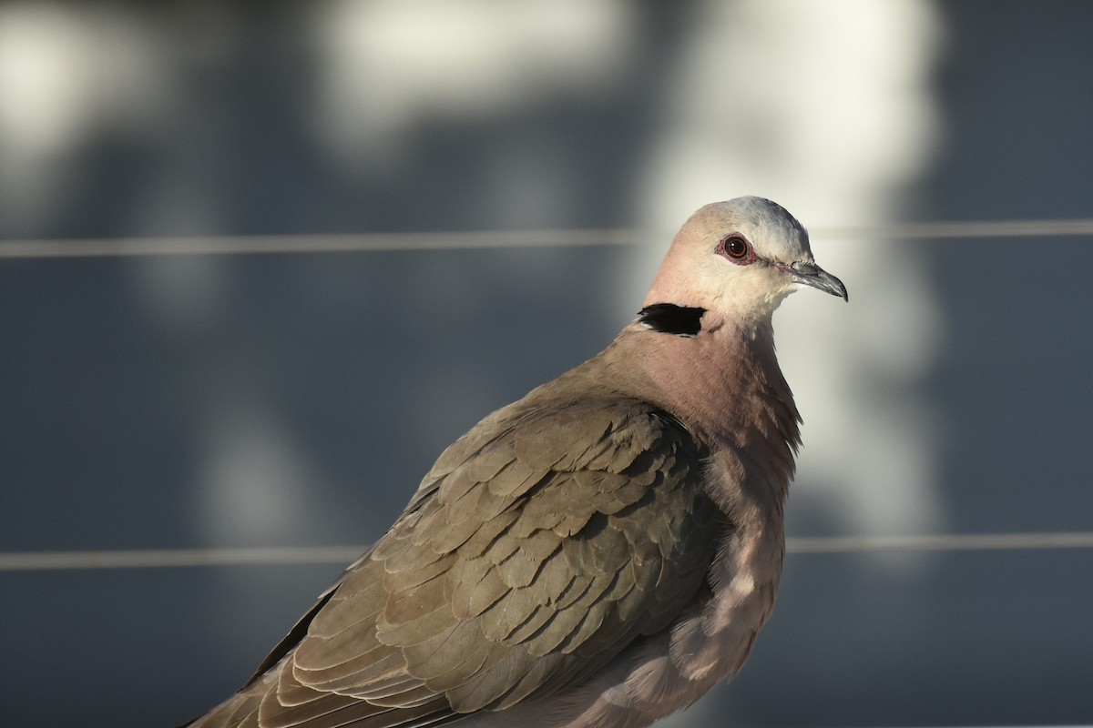 Red-eyed Dove - ML646414333