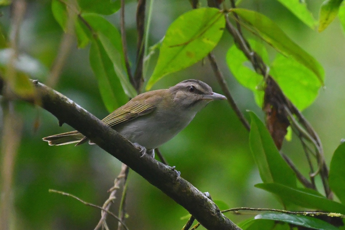 Black-whiskered Vireo - ML646414334